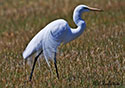 Ardea alba